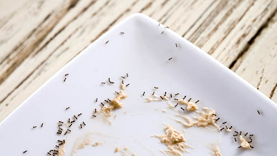 Ants on dirty plate.jpg