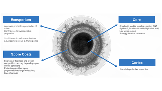 A chart showing that a spore is made up of an Exosporium, Spore Coats, Cortex and Core