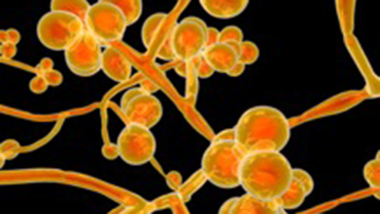 Candida auris jpg.jpg