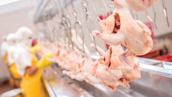 Chickens-on-line-1 jpg.jpg