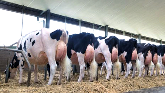Dairy Udder Health Care jpg.jpg