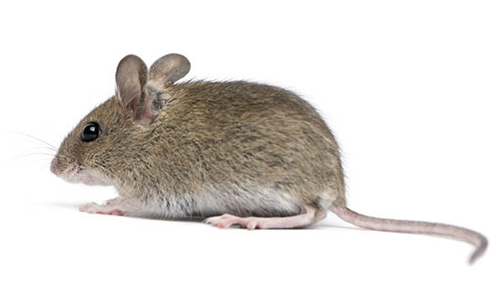 Field Mouse.jpg