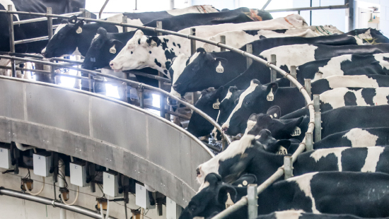 GettyImages-Cows jpg.jpg