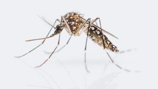 Aedes Mosquitoes