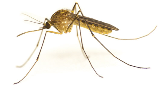 Culex Mosquitoes