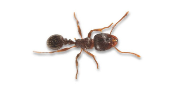 Pavement ant pest.