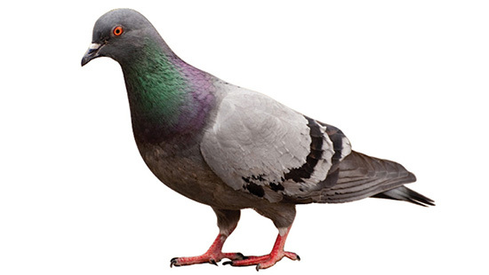 Pigeon 550x310 jpg.jpg