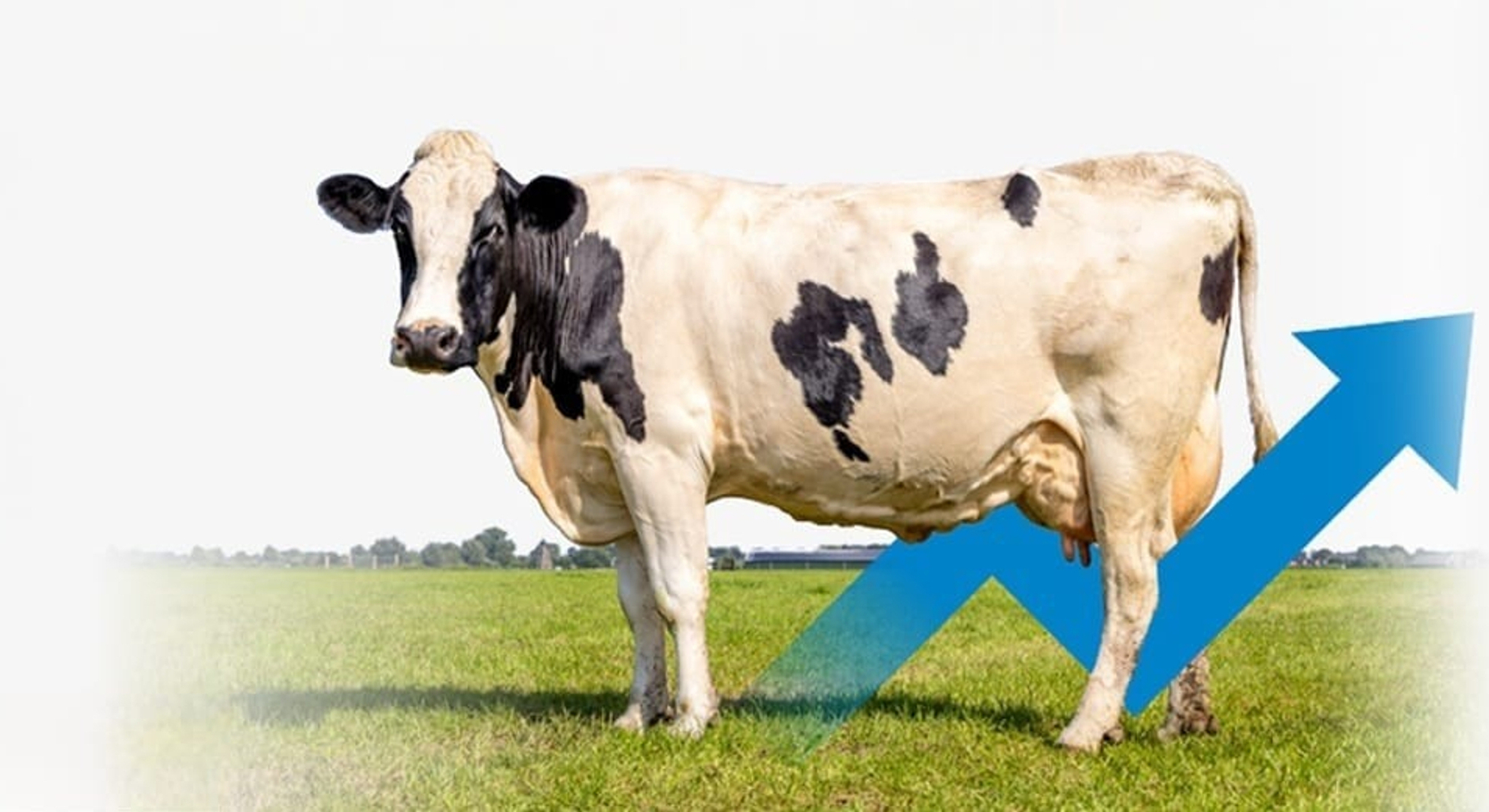 Pre_Milking.jpeg