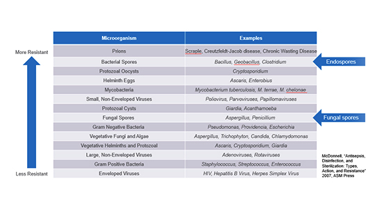 Chart stating that endospores are more resistant to chemicals or other processes that can easily kill vegetative cells
