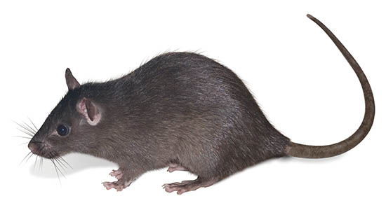 THE ROOF RAT (RATTUS RATTUS) is a common type of rodent