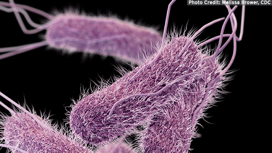 salmonella pathogen cdc.png