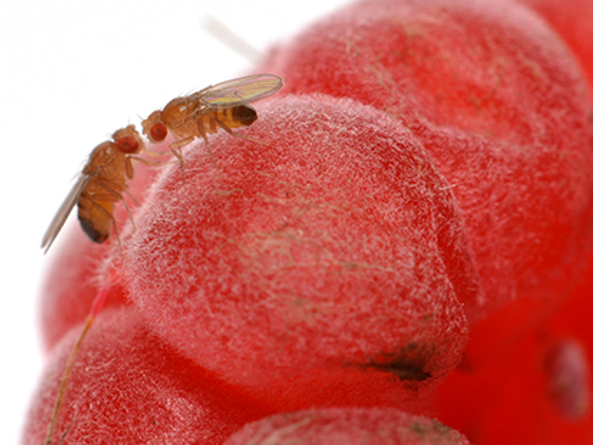 How To Get Rid of Fruit Flies
