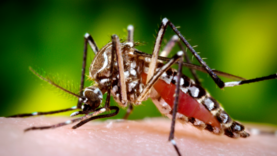 ZikaVirus.png